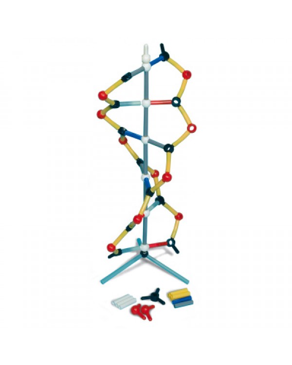 Модель ДНК из пластилина.