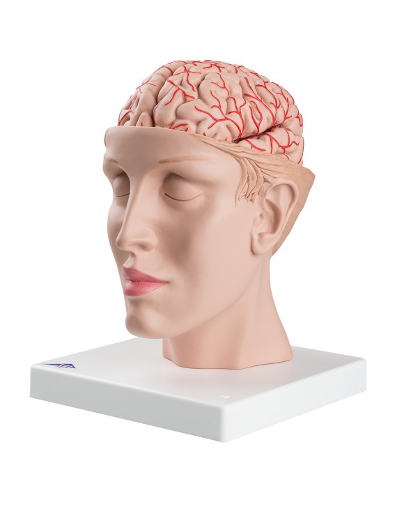 Brain with Arteries on Base of Head, 8 part