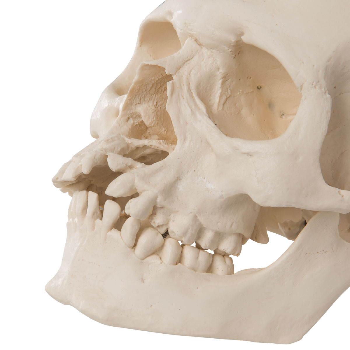 Детский череп фото. Строение черепа и челюсти. Анатомия челюсти человека.