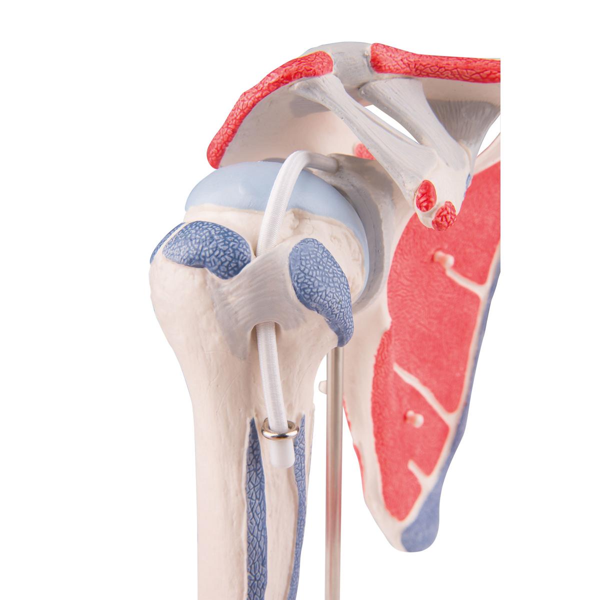 Сустав это мягкие ткани. Прикрепление сухожилия к кости. Кальцинирующий тендинит локтевого сустава. Строение сустава суставной хрящ. Клетчатка гоффа коленного сустава.
